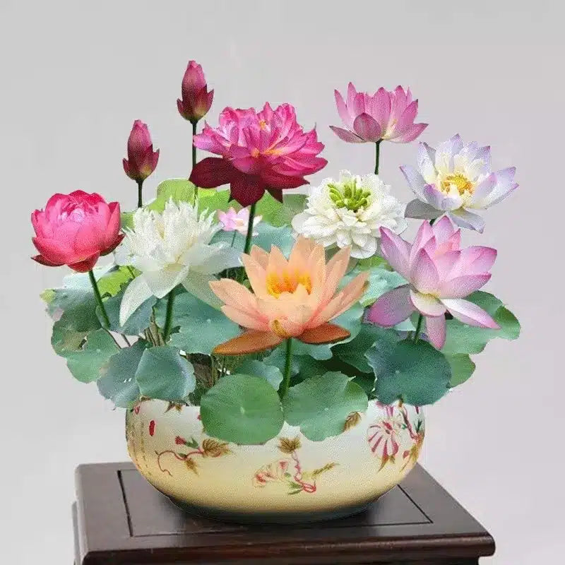 DecorativePlants™ – Dekorativ Lotus Blomst Plante Frø Pakke