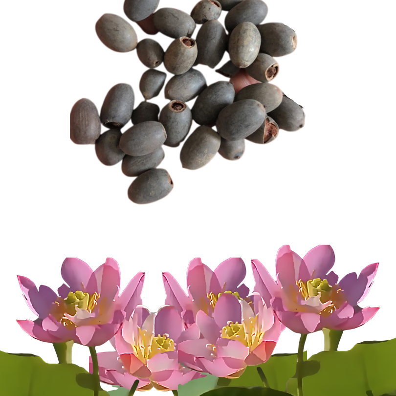 DecorativePlants™ – Dekorativ Lotus Blomst Plante Frø Pakke
