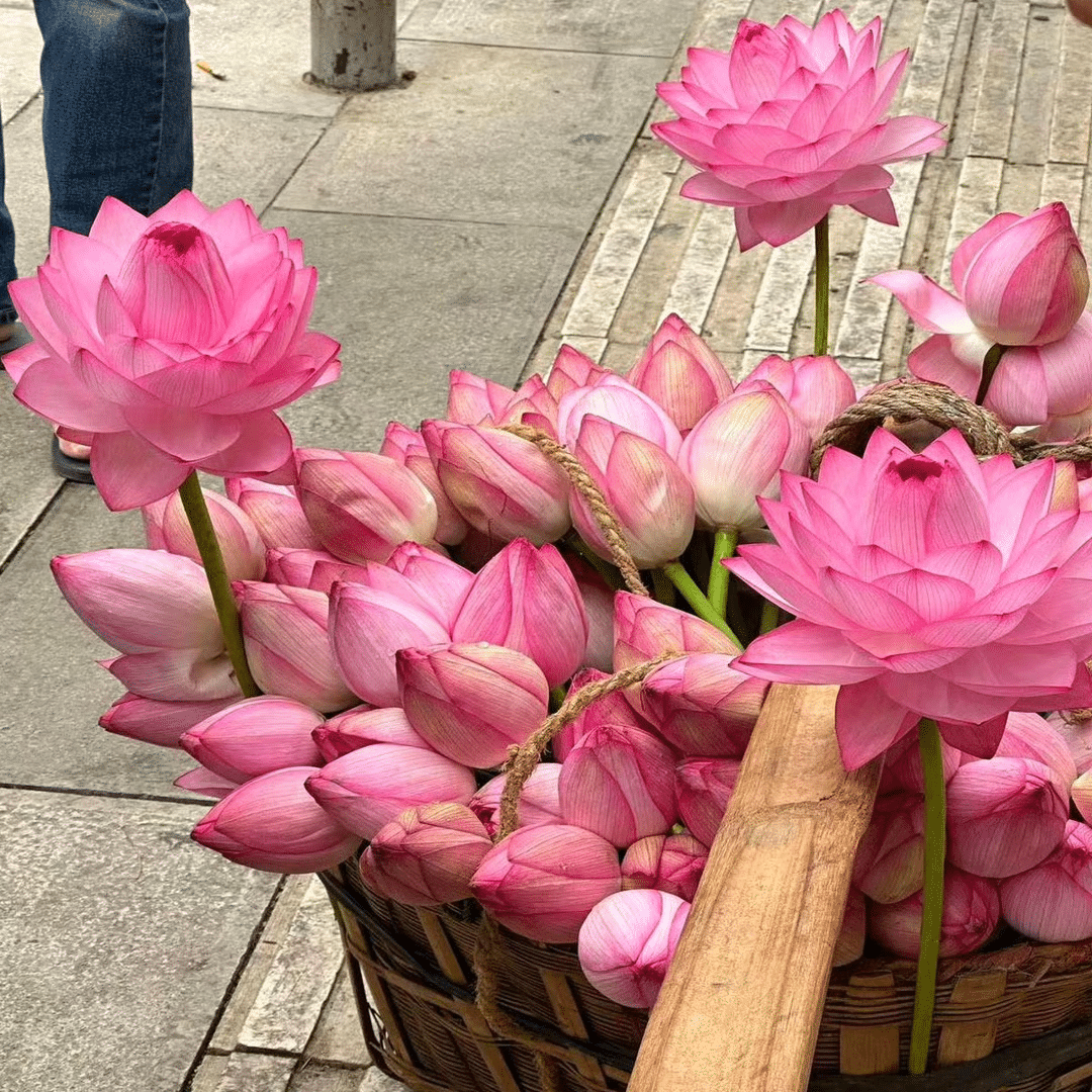 DecorativePlants™ – Dekorativ Lotus Blomst Plante Frø Pakke