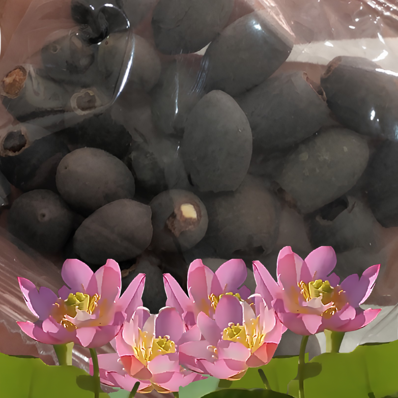 DecorativePlants™ – Dekorativ Lotus Blomst Plante Frø Pakke