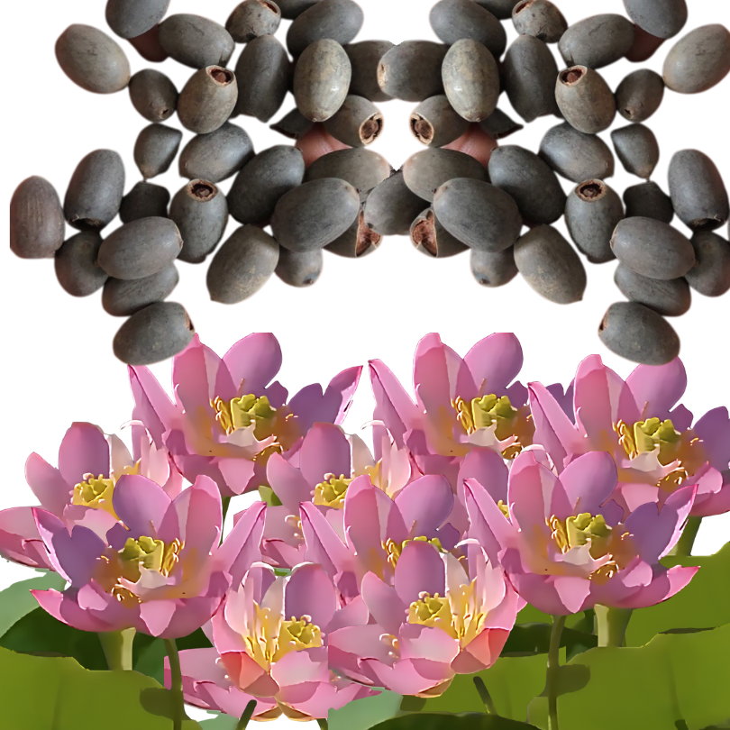 DecorativePlants™ – Dekorativ Lotus Blomst Plante Frø Pakke