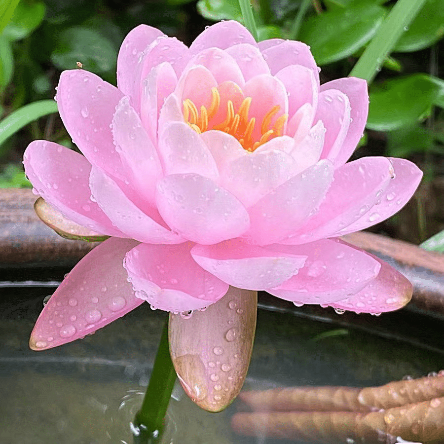 DecorativePlants™ – Dekorativ Lotus Blomst Plante Frø Pakke
