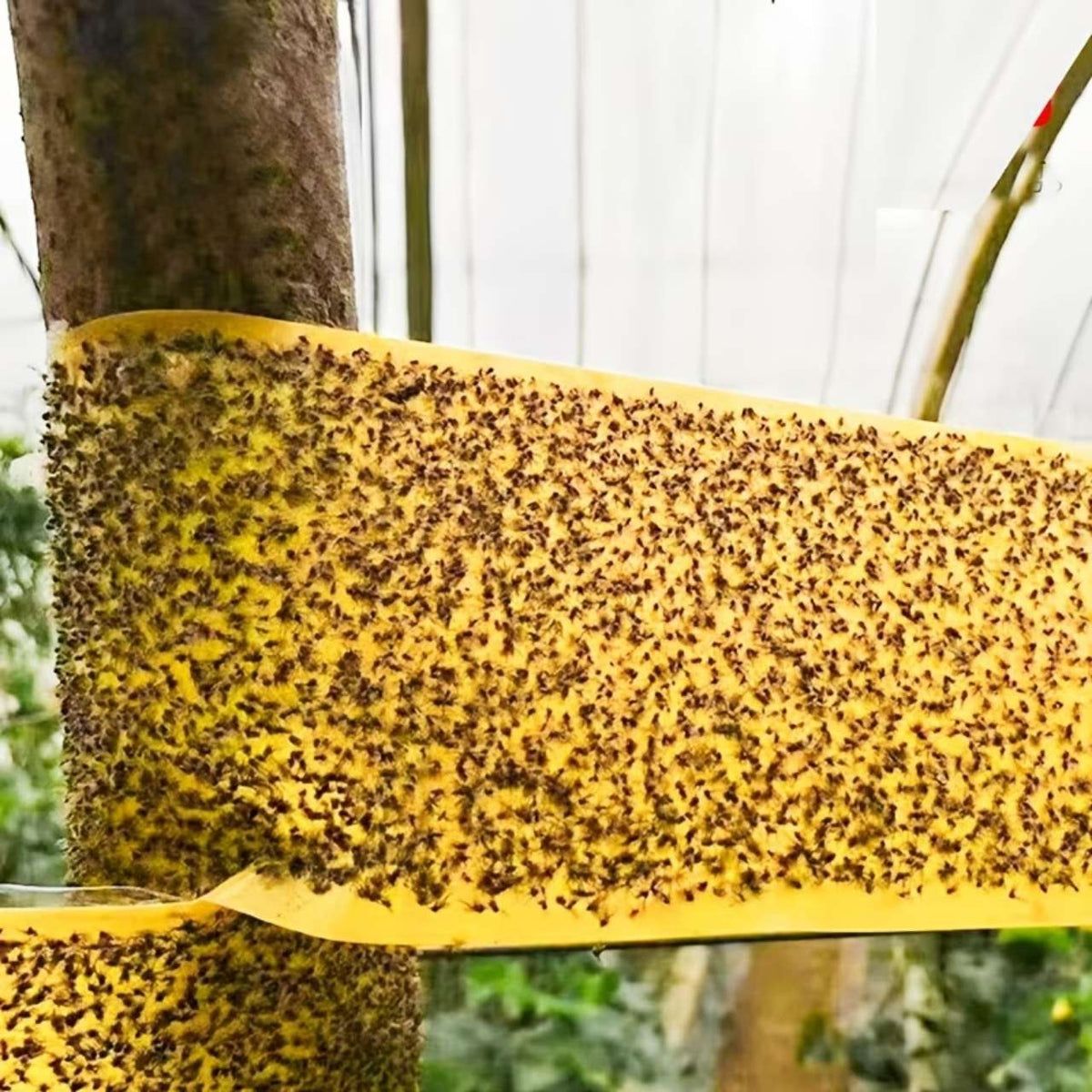 InsectTape 1+1 GRATIS - Alsidig, Nem At Bruge Have Insekt Tape Fælde