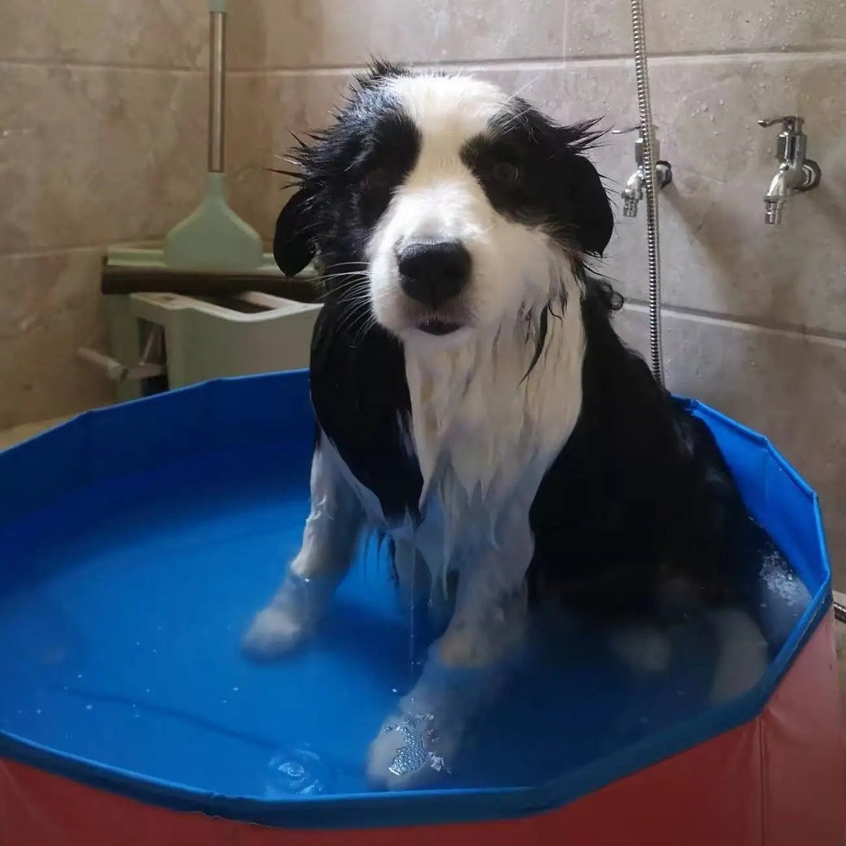 DogFri™ PawPool: Hundebad og Splash Sjov Sammenfoldelig Husdyr Swimmingpool