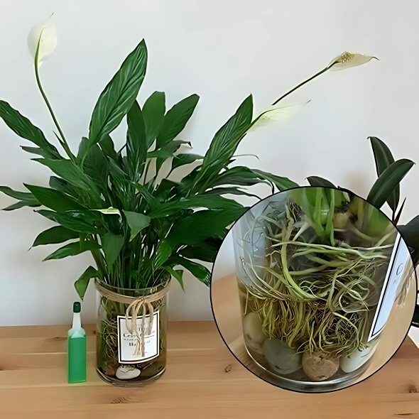 LiquidFertilizer - Magi Væske Næringsstof Plante Gødning