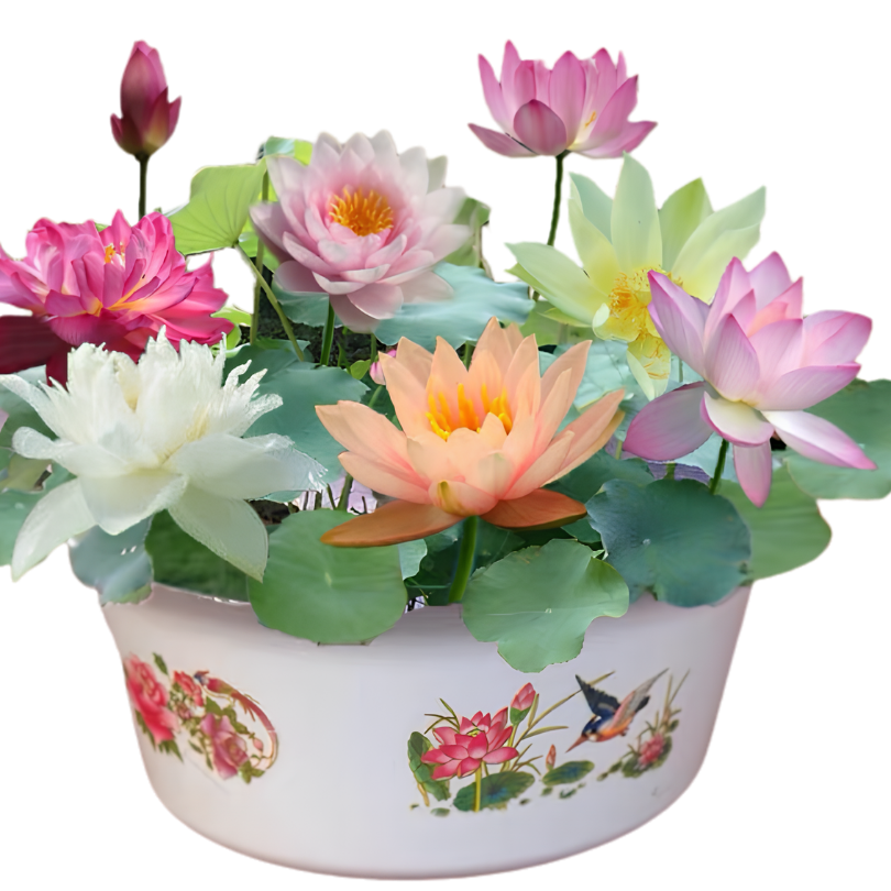 DecorativePlants™ – Dekorativ Lotus Blomst Plante Frø Pakke
