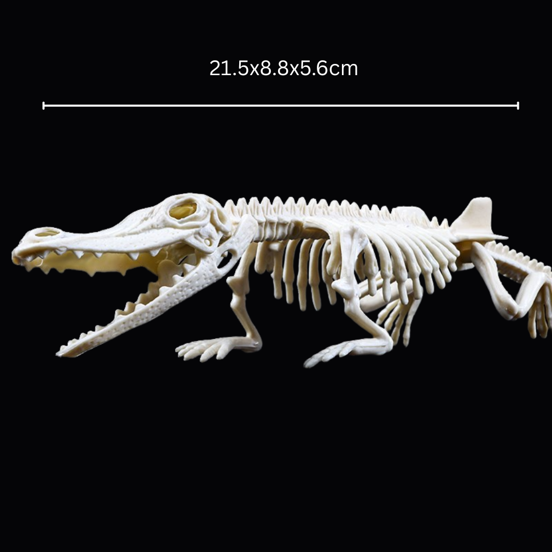 Kletshuts™ SkeletonDinosaur: Pædagogisk Skelet Dinosaur Fossil Grave Sæt