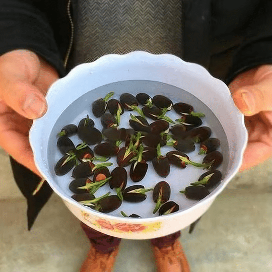 DecorativePlants™ – Dekorativ Lotus Blomst Plante Frø Pakke